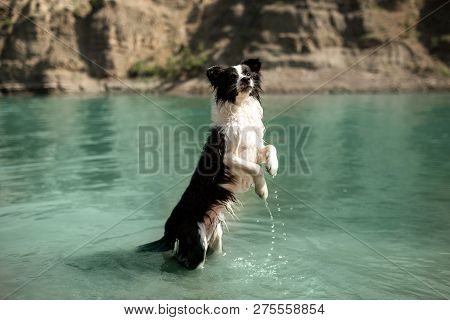 Black And White Dog Border Collie Stands On Its Hind Legs In The Lake