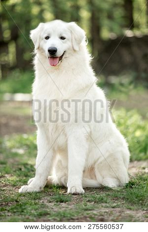 Amazing Portrait Dog Morema Stand On Grass