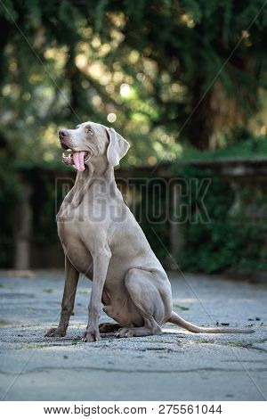 Cool Portrait Amaizing Beautiful Veimoranner Sit In The Park