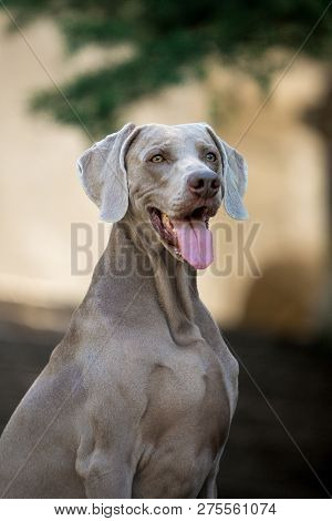 Cool Portrait Amaizing Beautiful Veimoranner Smiling Sit In The Park