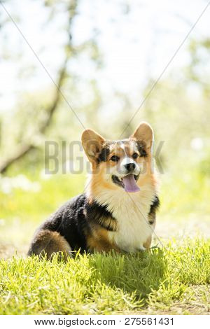 Amaizing Portrait Of Cool Corgi Dog Sit In The Sunny Park On Grass