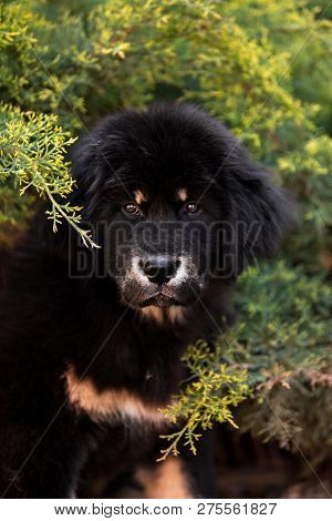 Amaizing Tibetan Mastiff Dog Sit In The Sunny Park In Bush