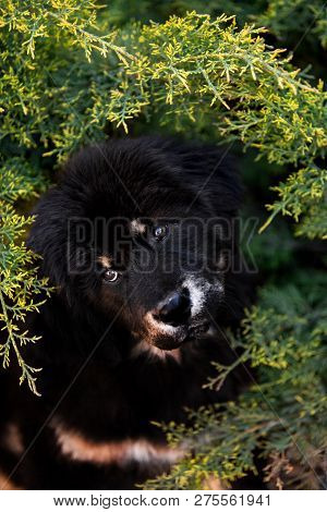 Amaizing Tibetan Mastiff Dog In The Sunny Park In Bush