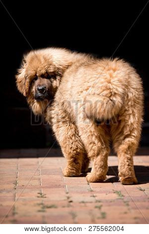 Amaizing Tibetan Mastiff Dog Stay In The Sunny Park