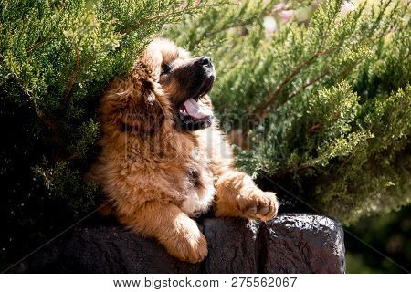 Amaizing Tibetan Mastiff Dog Lay In The Sunny Park In Bush