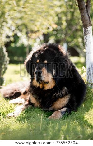 Amaizing Tibetan Mastiff Dog Lay In The Sunny Park On Grass Beiside Tree