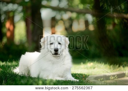 Amazing Dog Morema Lay On Grass In Sunshine