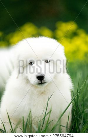 Amazing Cute Portrait Dog Puppy Morema On Grass With Flowers