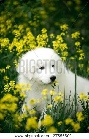 Amazing Cute Portrait Dog Puppy Morema On Grass In Flowers