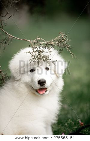 Amazing Cute Portrait Dog Puppy Morema On Grass In Flowers With Stick On Nose Look Forward