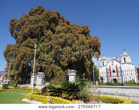 Giant Cypress Tree With Stoutest Trunk And Church On Main Square Of Santa Maria Del Tule City In Mex