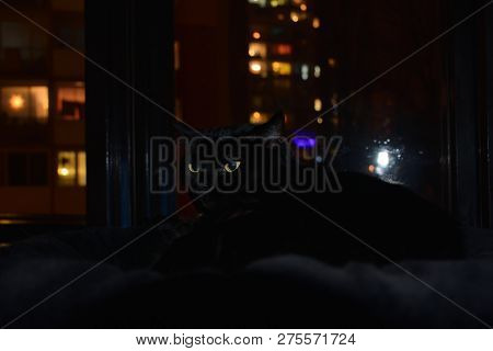 Chomutov, Czech Republic - December 16, 2018: Black Cat Violka Resting In Window At Evening