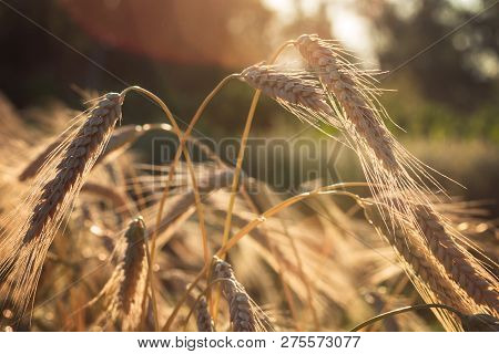 Spelt (triticum Spelta). Cereal. Grain Crop, Species Of The Genus Corn