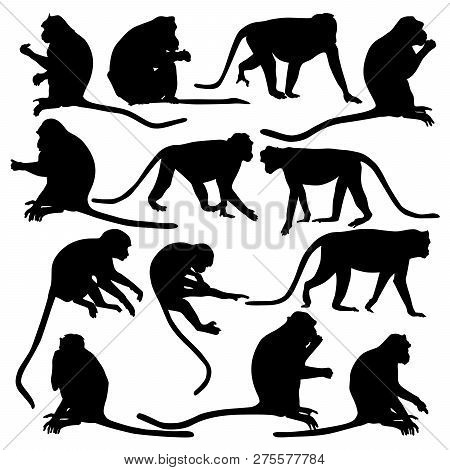 Collection Of Monkeys Silhouettes Isolated On A White Background In Different Poses.