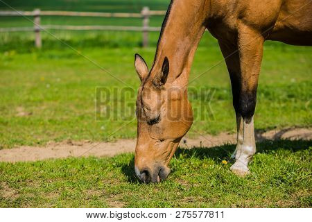 A Brown Akhal Teke Horse Grazing In A Pasture On A Sunny Spring Day, Farm, Green Grass, Wooden Fence