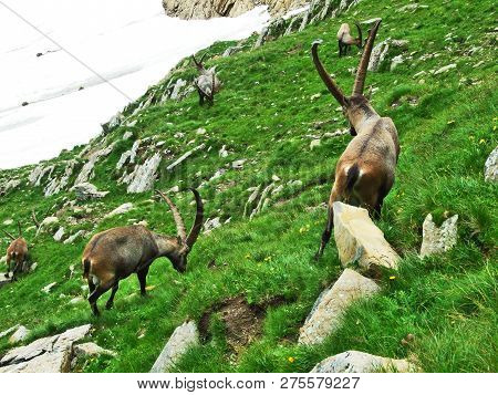 Flock Of Chamois Or Rupicapra Rupicapra L. N The Outskirts Of The Mountain Mass Alpstein - Canton Of