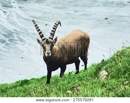 Flock Of Chamois Or Rupicapra Rupicapra L. N The Outskirts Of The Mountain Mass Alpstein - Canton Of