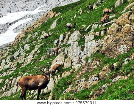 Flock Of Chamois Or Rupicapra Rupicapra L. N The Outskirts Of The Mountain Mass Alpstein - Canton Of