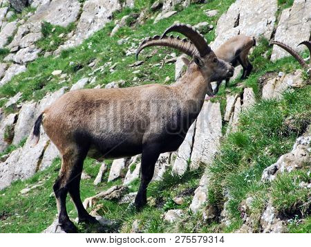 Flock Of Chamois Or Rupicapra Rupicapra L. N The Outskirts Of The Mountain Mass Alpstein - Canton Of