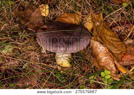 Cobweb Bluish-belted (cortinarius Balteatocumatilis). Inedible Fungus. Purple Mushroom In Autumn For