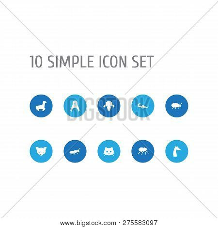Set Of 10 Zoo Icons Set. Collection Of Ant, Penguin, Spider And Other Elements.