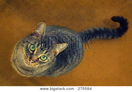 Gatto dagli occhi verdi