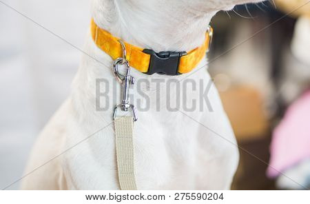 White Dog With Leash Waiting To Go For A Walk, With Empty White Space