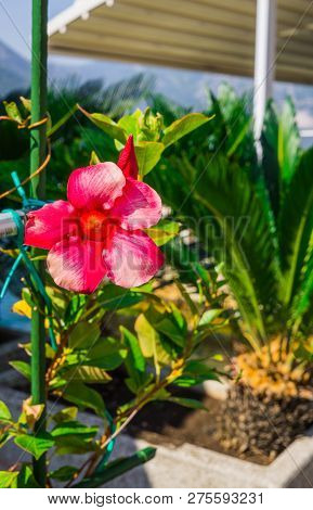 Red Mandeville Bell Shaped Funnel Flower Outdoors In The Garden
