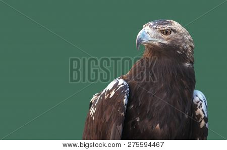 Spanish Imperial Eagle
Or Aquila Adalberti. Isolated Over Green Background With Space For Text