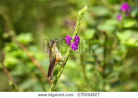 Speckled Hummingbird, Adelomyia Melanogenys Sitting On Flower, Bird From Tropical Forest, Manu Natio
