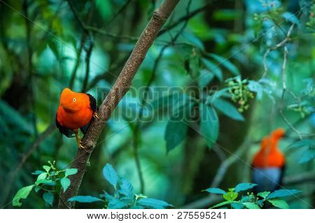 Two Males Of Andean Cock-of-the-rock (rupicola Peruvianus) Lekking And Dyplaing In Front Of Females,