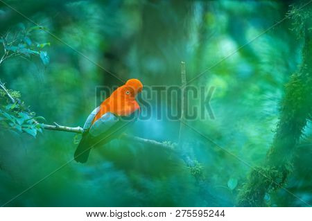 Male Of Andean Cock-of-the-rock (rupicola Peruvianus) Lekking And Dyplaing In Front Of Females, Typi