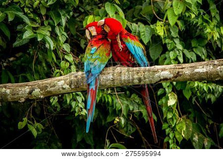 Red Parrots Grooming Each Other On Branch, Green Vegetation In Background. Red And Green Macaw In Tr