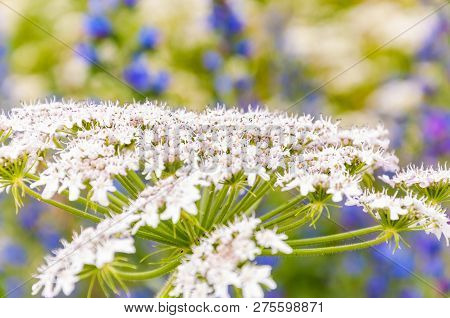 Macro Shot Of Blooming White Pimpinella Saxifraga Or Burnet-saxifrage Flower Plant