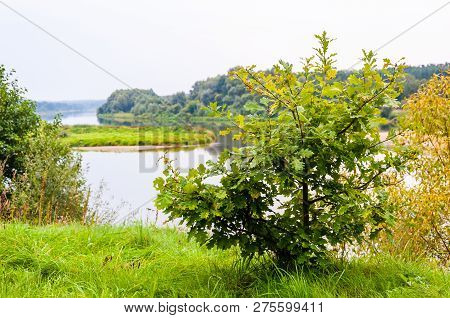 Young Oak Tree On Grassy Coast Of The River Nemun In National Park