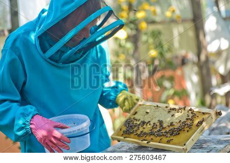 Beekeeper Is Holding Honeycomb Frame Set Up By Bees, With Lack Of Space For Honey. Self-built Insect