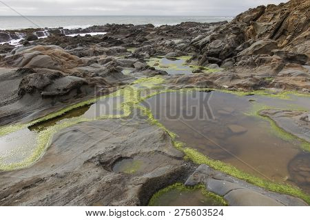 Tafoni Rock Landforms In Bean Hollow State Beach. San Mateo County, California, Usa.