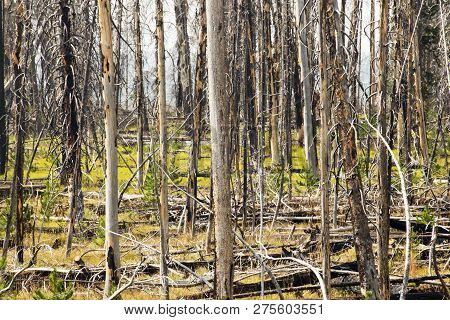 Burn Area In Yellowstone National Park, Wyoming
