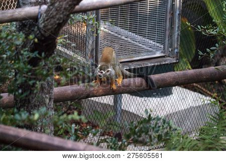 Common Squirrel Monkey Saimiri Sciureus