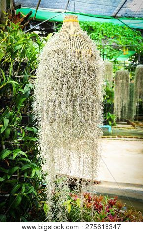 Tillandsia Usneoides Hang In The Green Garden / Spanish Moss Or Dendropogon Usneoides Plant
