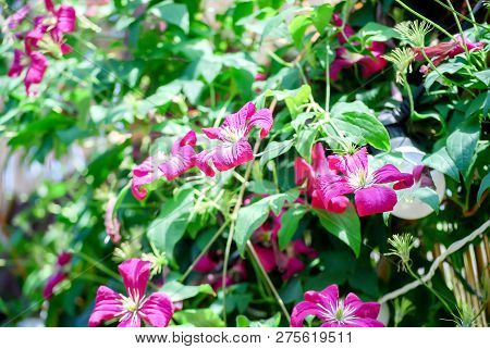Beautiful Small Climatis  Climbing In Fend Under Transparent Roof With Green Leaves Blur Background.
