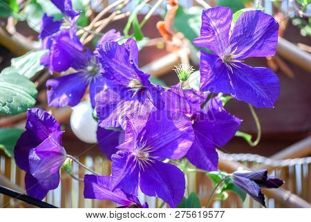Beautiful Small Climatis  Climbing In Fend Under Transparent Roof With Green Leaves Blur Background.