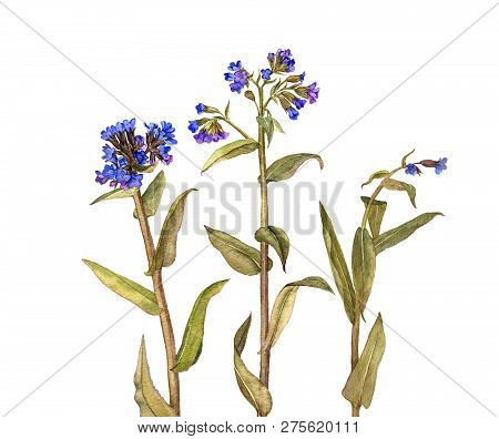 Background With Watercolor Drawing Palnts And Flowers, Hand Drawn Illustration
