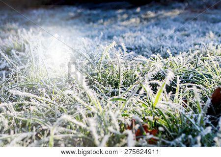 Beatiful Hoarfrost White Ice Crystals, Twi Cover On Branch Of Tree  And Grass In Early Morning, Wint