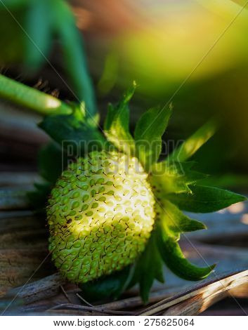 Green strawberry / young unripe fresh strawberry growing on branch garden with leaf background