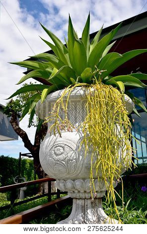 The Asian Close Up Blooming Mistletoe Cactus Rhipsalis