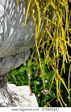The Asian Close Up Blooming Mistletoe Cactus Rhipsalis