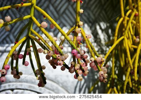 The Asian Close Up Blooming Mistletoe Cactus Rhipsalis