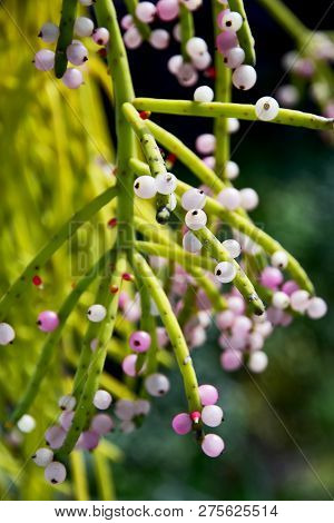 The Asian Close Up Blooming Mistletoe Cactus Rhipsalis