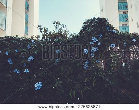 Residential Buildings And Surrounded With Green Plants And Flowers In  Rishon Le Zion.